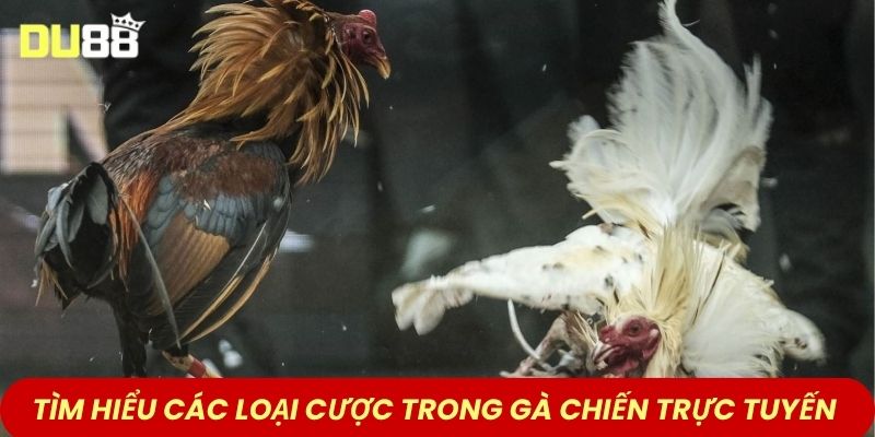Tìm hiểu các loại cược trong gà chiến trực tuyến